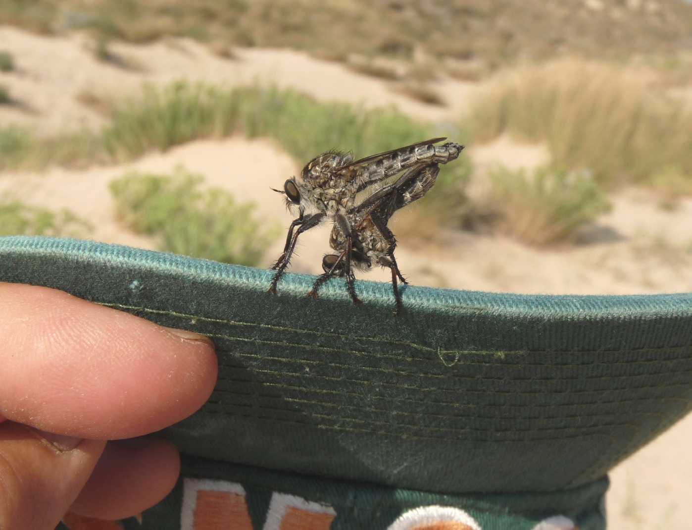 Faccia a faccia con l''Asilidae